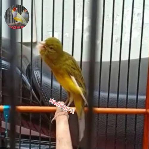 Daftar Gacor Resmi untuk Burung Kesayangan Anda