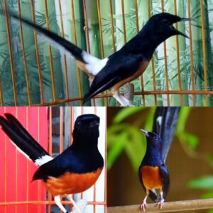 Tips dan Trik Gacor OVO: Rahasia Mendapatkan Suara Indah untuk Burung Anda