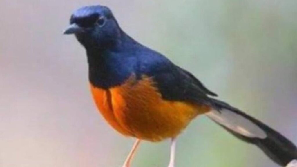 Daftar Gacor XL: Tips Agar Burung Cepat Gacor