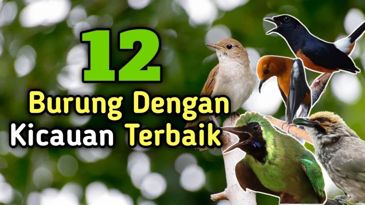 Daftar Gacor Terbaik untuk Burung Kesayangan Anda